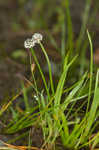 Gulf pipewort